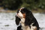 CAVALIER KING CHARLES 533